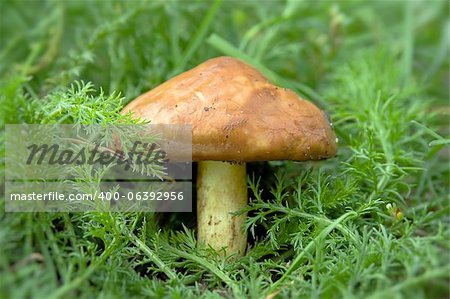 champignons qui poussent dans la forêt sur l'herbe