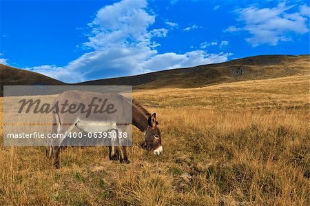 donkey grazing on a hill in autumn