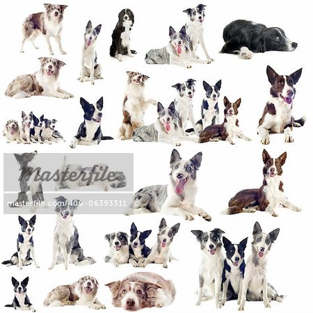portrait of purebred border collies in front of white background