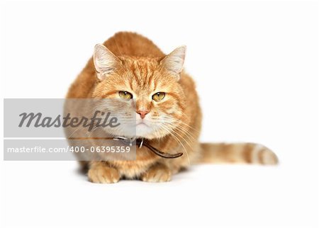 Ordinary domestic ginger cat sitting on white background
