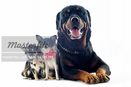 portrait of a purebred rottweiler and chihuahuas in front of white background