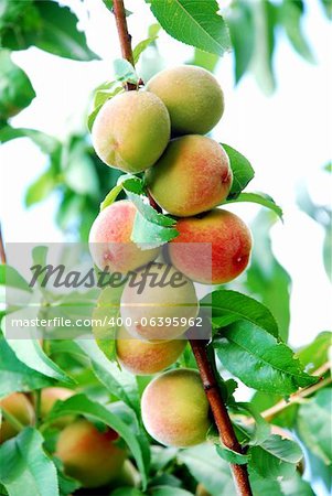 Peach tree avec des fruits mûrs, gros plan