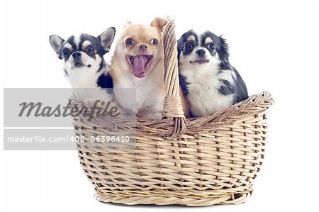portrait of  purebred  puppy chihuahuas in basket in front of white background