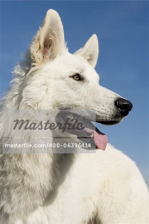 Race pure White Swiss Shepherd dans un ciel bleu