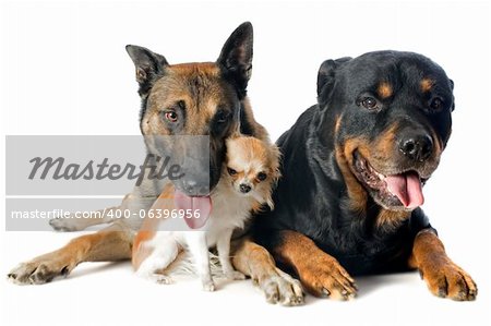 purebred belgian sheepdog malinois, chihuahua and rottweiler on a white background