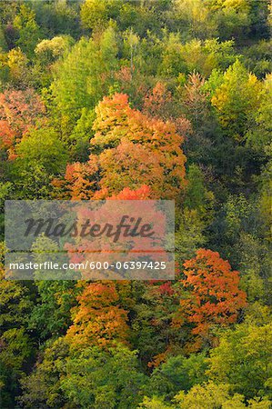 Trees in Autumn, Wertheim, Baden-Wuerttemberg, Germany