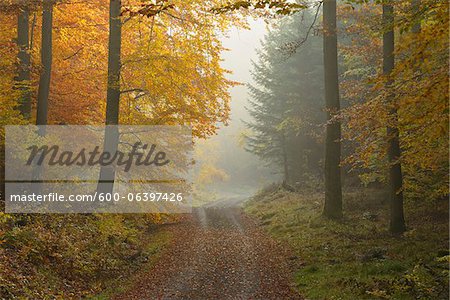 Path through Beech Forest in Autumn, Spessart, Bavaria, Germany