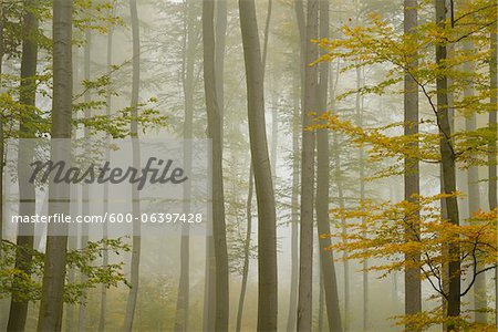 Forêt de bouleaux dans la brume matinale à l'automne, Spessart, Bavière, Allemagne