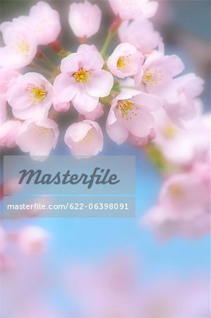 Gros plan de fleurs de cerisier en pleine floraison