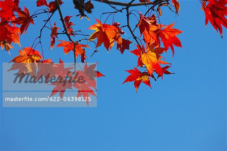 Blätter im Herbst