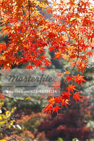 Blätter im Herbst