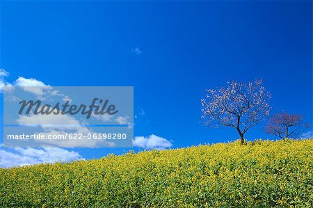 Champ champ de moutarde, arbre et ciel bleu