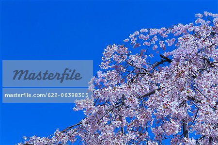 Cherry blossoms and the blue sky