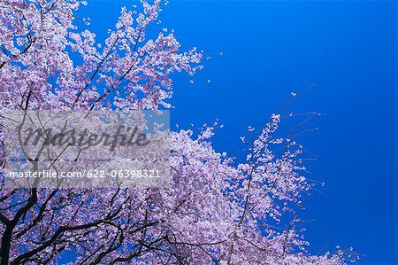 Kirschblüten und der blaue Himmel