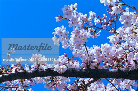 Cerisiers en fleurs et le ciel bleu