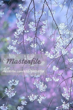 Nahaufnahme der Kirschblüte in voller Blüte