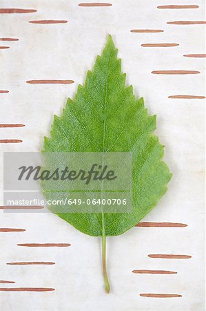 Leaf on bark background