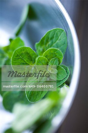 Close up of basil leaves