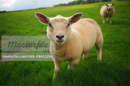 Close up of sheep in rural field