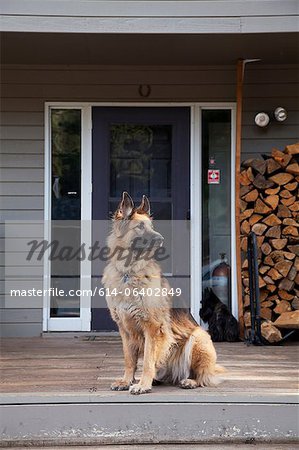 German shepherd on house porch