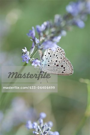 Lycaenidae butterfly on lavender flowers Lycaenidae butterfly on lavender flowers