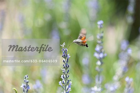 Schwärmer (Sphingidae) fliegen inmitten der Blumen