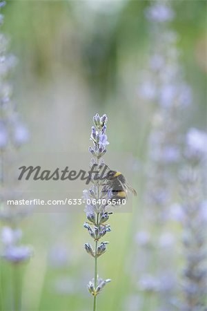 Bumblebee perching on lavender flowers