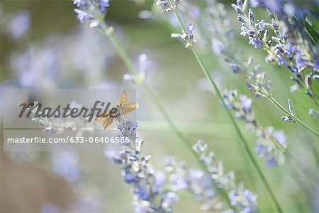 Skipper butterfly on lavender flowers Skipper butterfly on lavender flowers