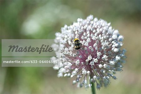 Biene auf Blume hocken