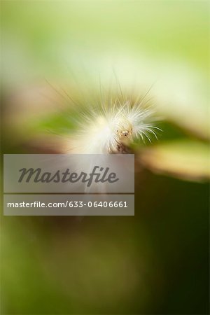 Caterpillar floue