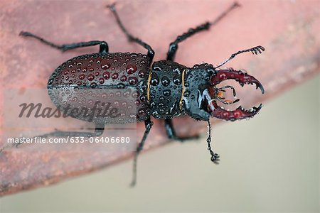 Stag beetle