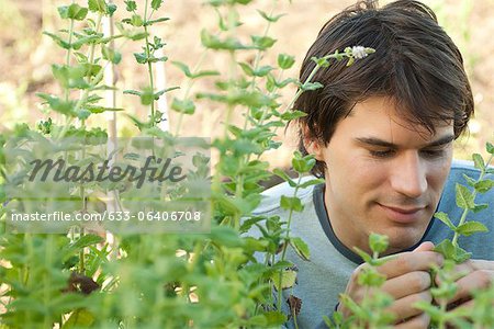 Mid-adult man looking at mint plants