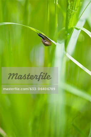 Snail crawling on leaf