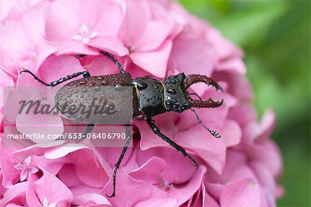 Lucane sur fleur d'hortensia