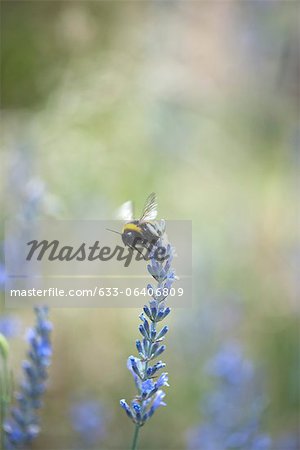 Bumblebee on lavender flowers