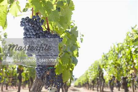 Grape Vine at Vineyard, Saint Emilion, Bordeaux Region, Gironde, Aquitaine, France