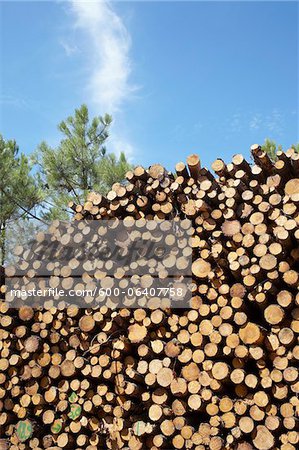 Pile of Logs, Lacanau, Gironde, Aquitaine, France Pile of Logs, Lacanau, Gironde, Aquitaine, France