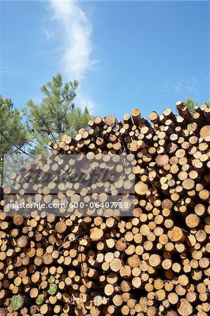 Pile of Logs, Lacanau, Gironde, Aquitaine, France