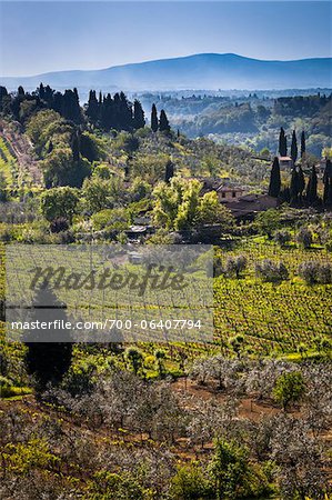 Übersicht über die Weinberge, San Gimignano, Provinz Siena, Toskana, Italien