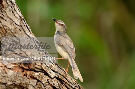 beautiful plain prina (Prina inornata) possing on log in forest of Thailand