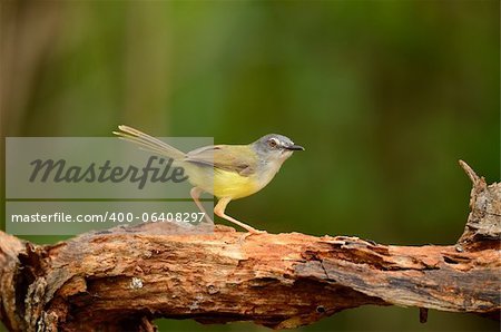 beautiful yellow-bellied prina (Prina flaviventris) possing on log in forest of Thailand