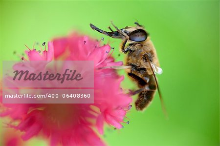 abeille se laver sur une fleur rose avec fond vert