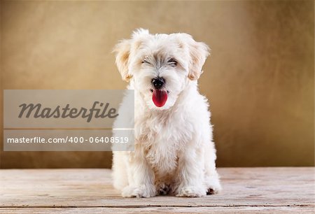 Flauschige Tier - kleiner Hund sitzend mit Zunge kleben