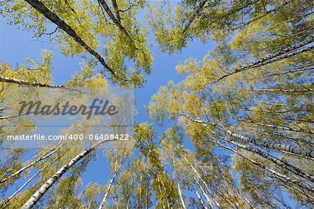Looking up in birch forest with wide angle lens