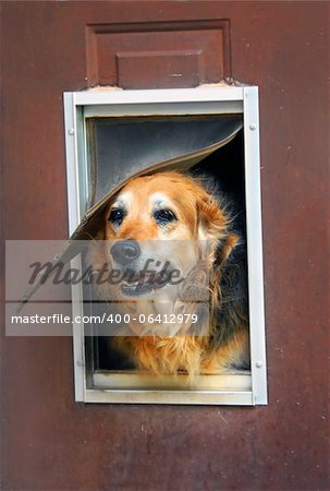 Aging dog and aging home.  Dog peeks out of his run down home complete with flap and window.  Door need painting.