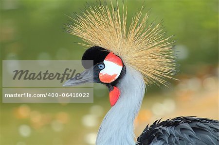 crowned crane