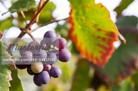 Bunch of ripe grapes during harvest season in a vineyard in France