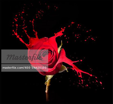 rose rouge avec des taches rouges sur fond noir