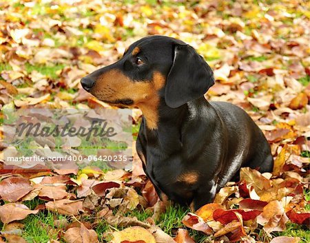 Little black dachshund on autumn garden with leaves