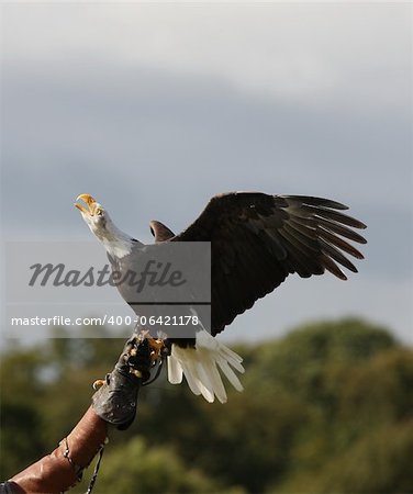 Weisskopfseeadler Landung auf ein Falkner-Handschuh und aufrufen